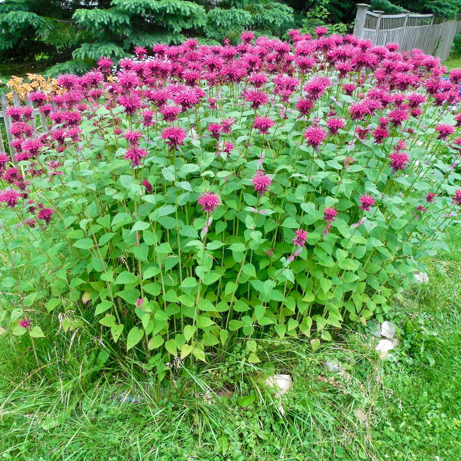 Bee Balm (Monarda Didyma) — It reaches 2-4 feet in height with a spread of 2-3 feet