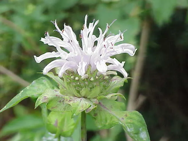 Bee Balm (Monarda Didyma) — The flowering season peaks in mid to late summer; scientifically named Monarda didyma, image 90
