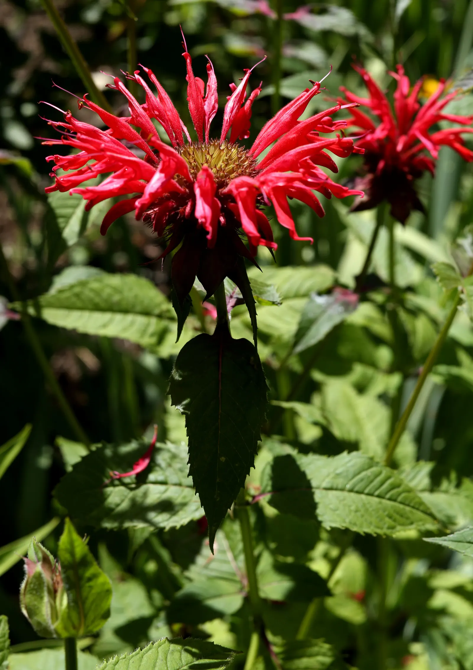 Bee Balm (Monarda Didyma) — Bee Balm makes an eye-catching addition to borders or as part of a naturalized meadow or cottage garden; the leaves of, image 71