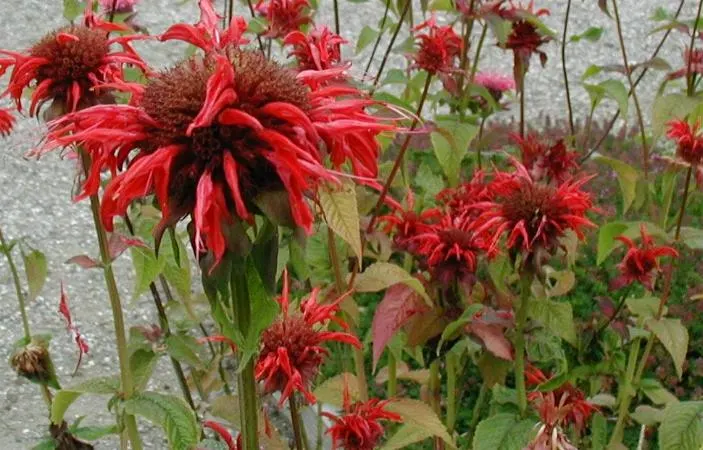 Bee Balm (Monarda Didyma) — depending on the cultivar; herb / perennial for full or half, image 89