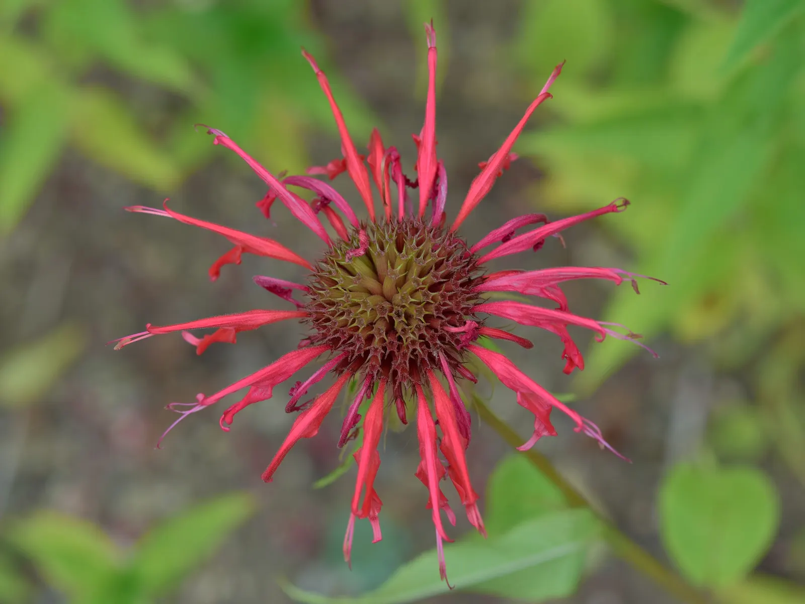 Bee Balm (Monarda Didyma) — thrives in full sun to partial shade and prefers moist; ideal for borders or wildflower gardens, it offers a pleasant, image 101