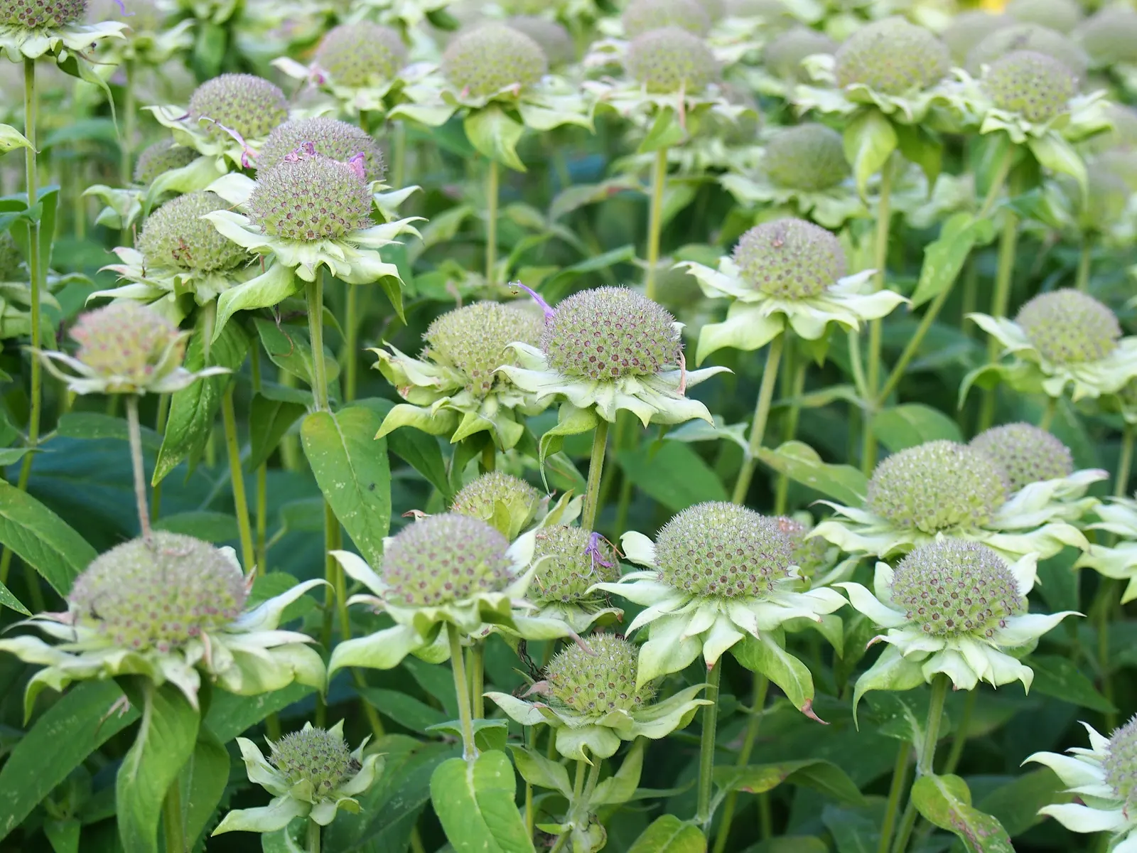 Bee Balm (Monarda Didyma) — Bee Balm makes an eye-catching addition to borders or as part of a naturalized meadow or cottage garden; the leaves of, image 111
