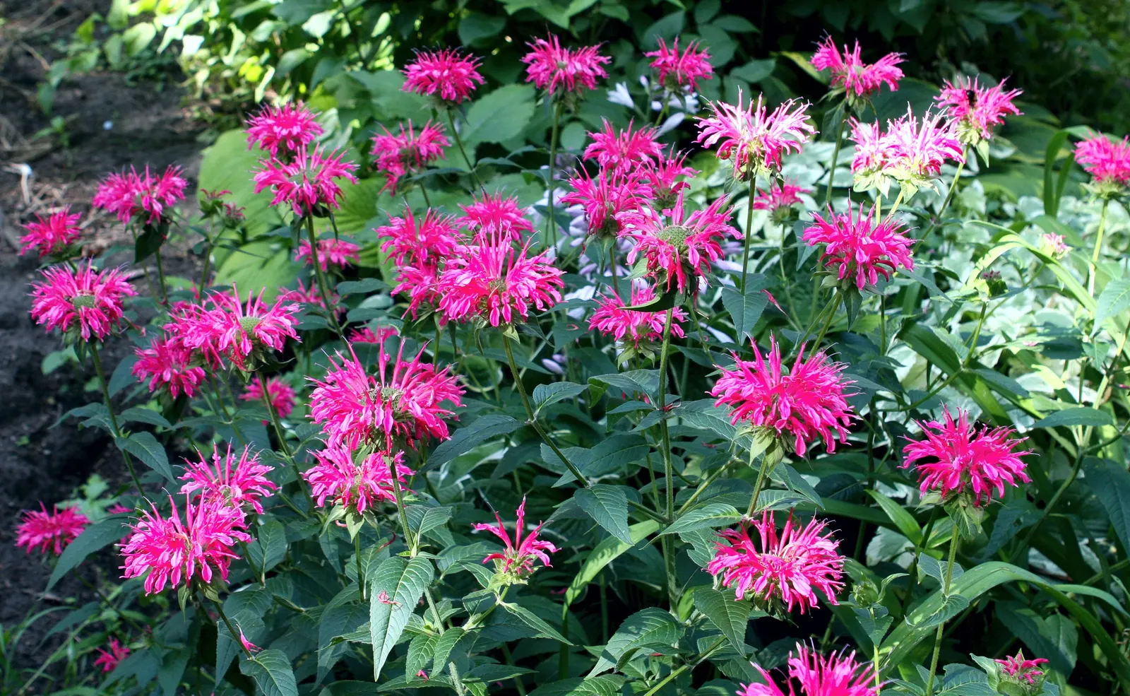 Bee Balm (Monarda Didyma) — It reaches 2-4 feet in height with a spread of 2-3 feet; bee Balm makes an eye-catching addition to borders or as part, image 102