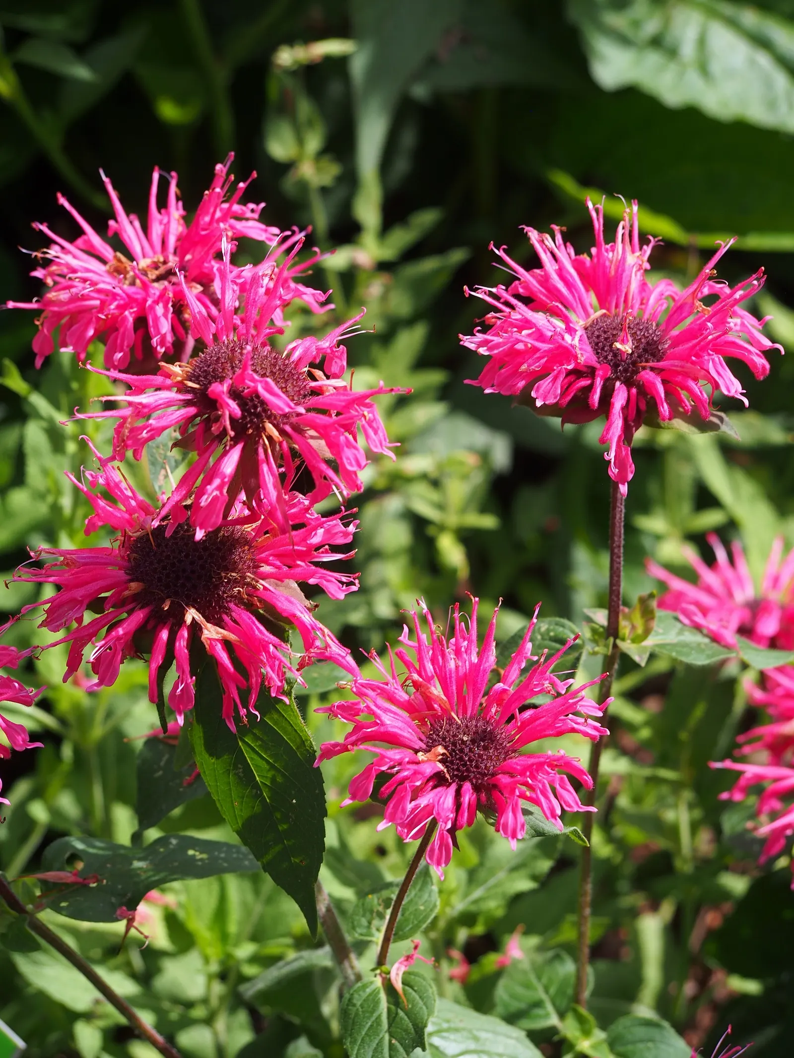 Bee Balm (Monarda Didyma) — a common issue with this species.<br><br>Notably; is a perennial that boasts a vibrant display and is a favorite for, image 73