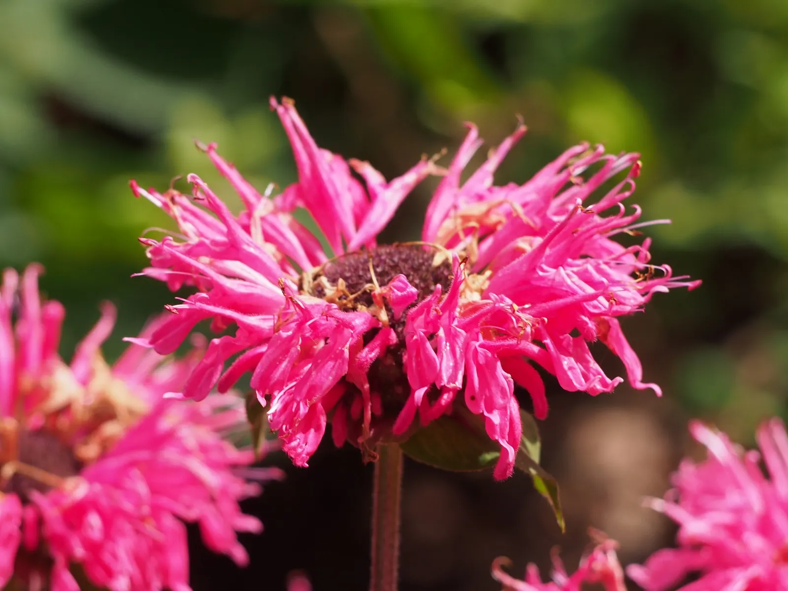 Bee Balm (Monarda Didyma) — a common issue with this species.<br><br>Notably; is a perennial that boasts a vibrant display and is a favorite for, image 93
