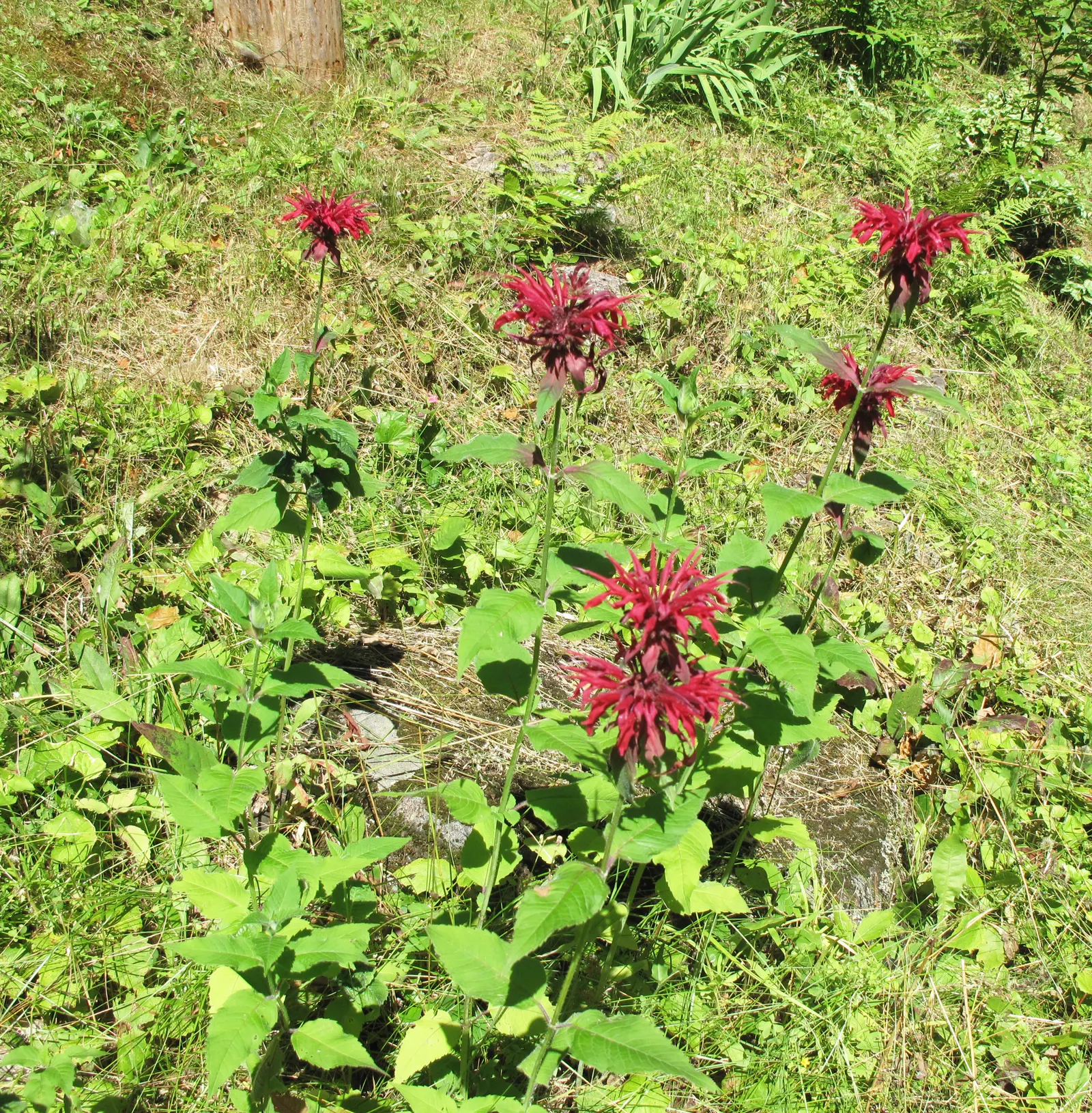 Bee Balm (Monarda Didyma) — the leaves of Bee Balm are fragrant when crushed and can be used to make herbal teas; adding functional value to its, image 54
