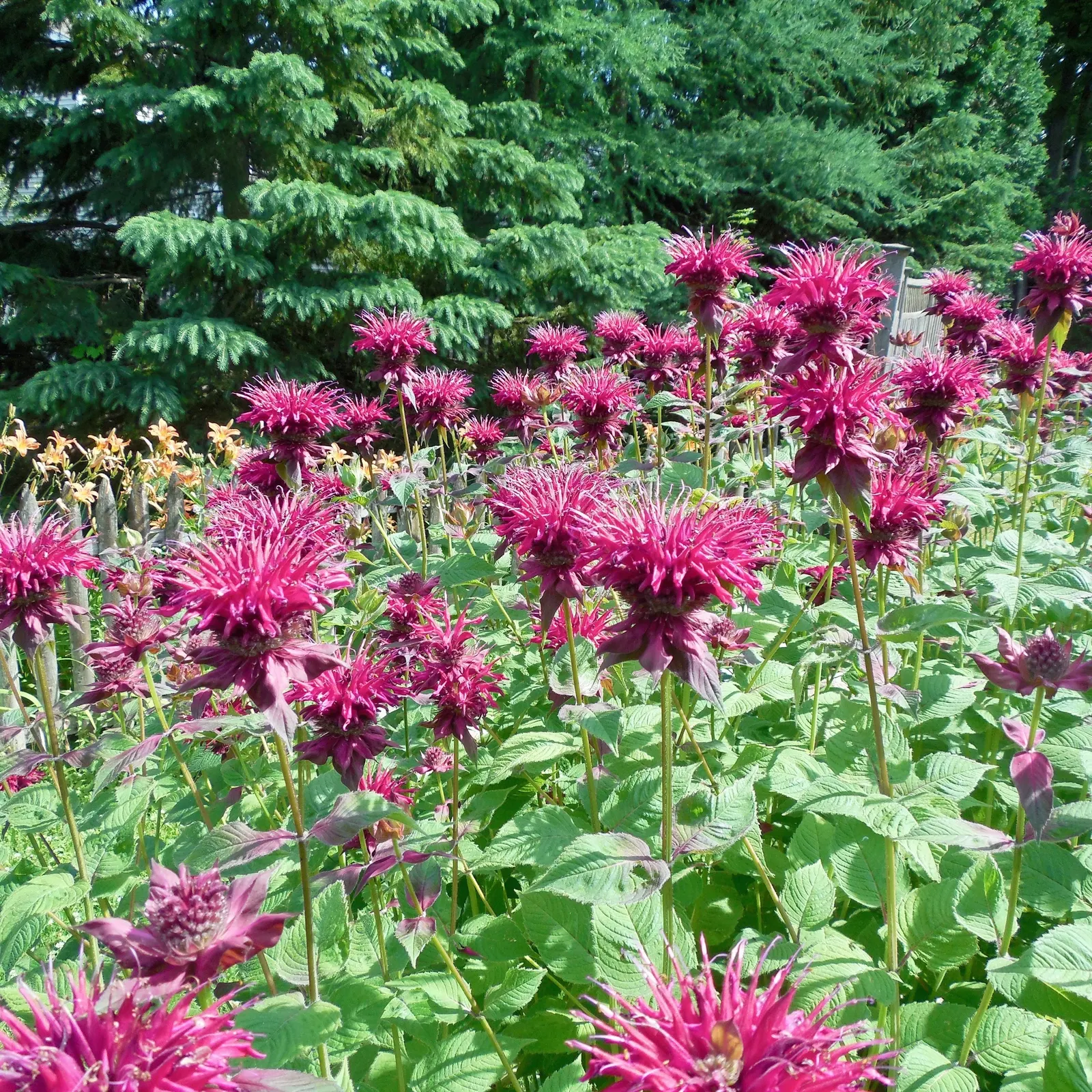 Bee Balm (Monarda Didyma) — is a perennial that boasts a vibrant display and is a favorite for pollinators