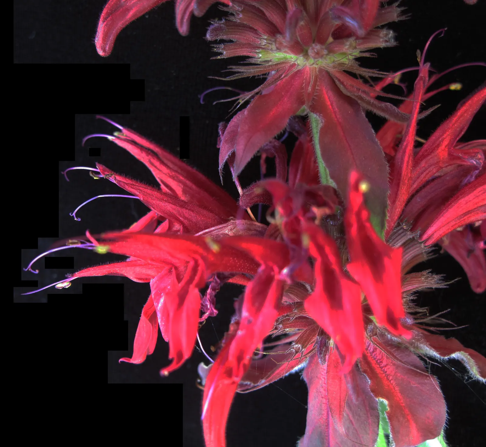 Bee Balm (Monarda Didyma) — thrives in full sun to partial shade and prefers moist; ideal for borders or wildflower gardens, it offers a pleasant, image 61