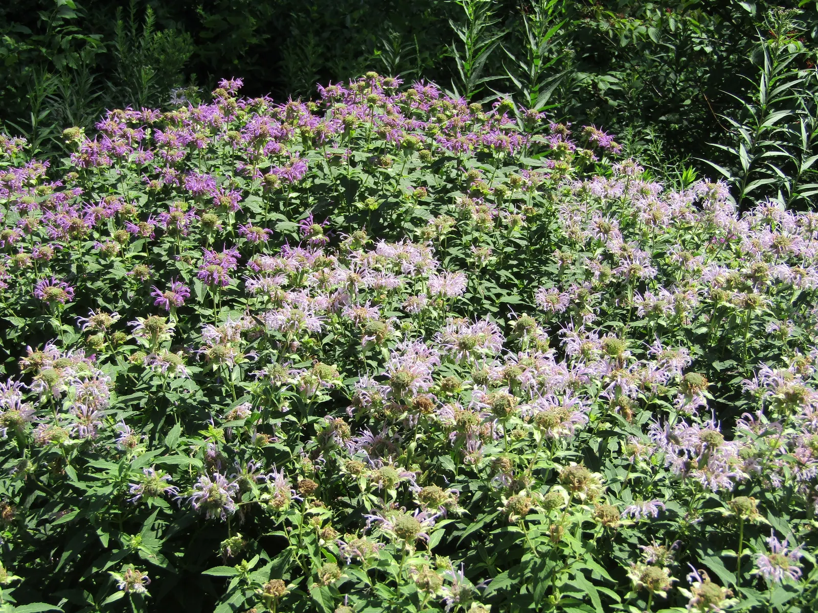 Bee Balm (Monarda Didyma) — is a perennial that boasts a vibrant display and is a favorite for pollinators; a common issue with this species.<br><br>Notably