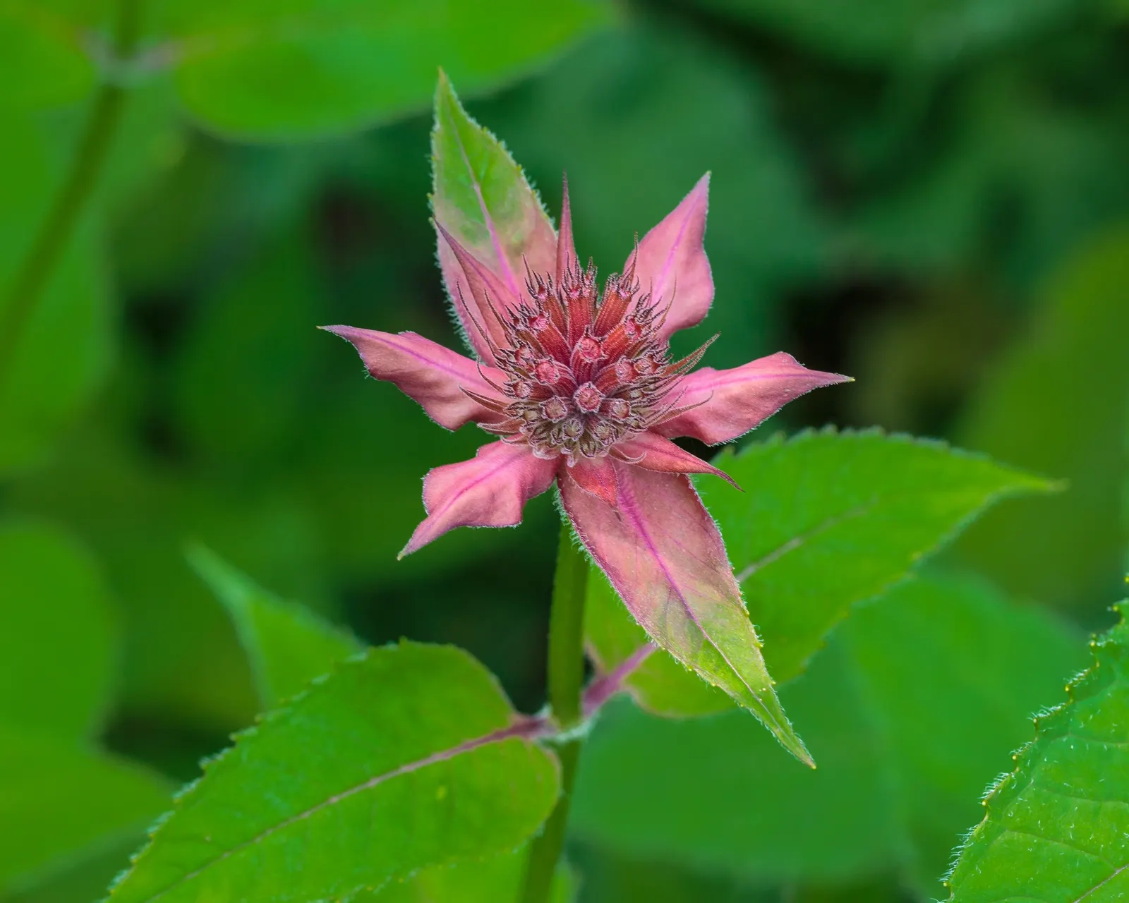 Bee Balm (Monarda Didyma) — Hardy in Zones 4-9, Bee Balm resists deer but may attract mildew if not properly spaced; herb / perennial with red, image 86