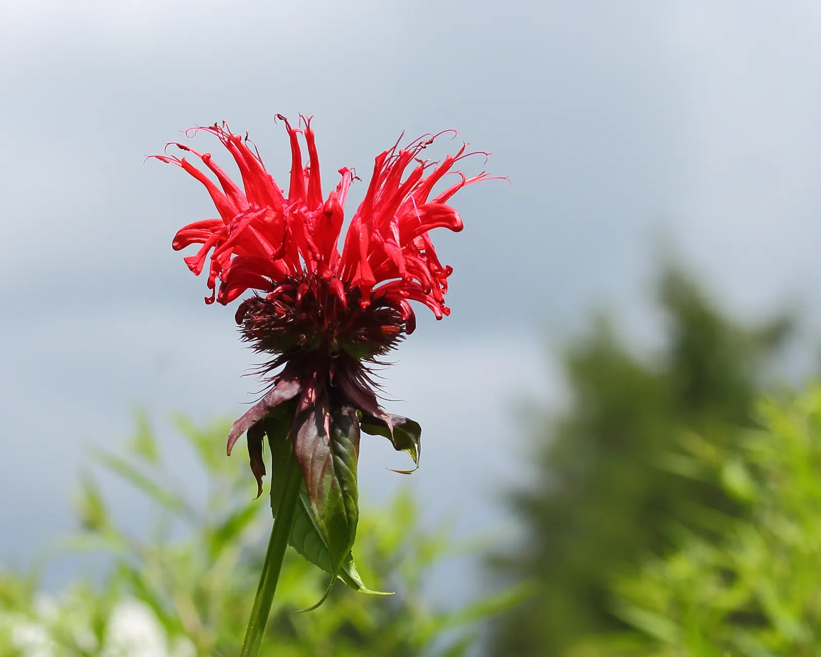 Bee Balm (Monarda Didyma) — red flowers in the garden
