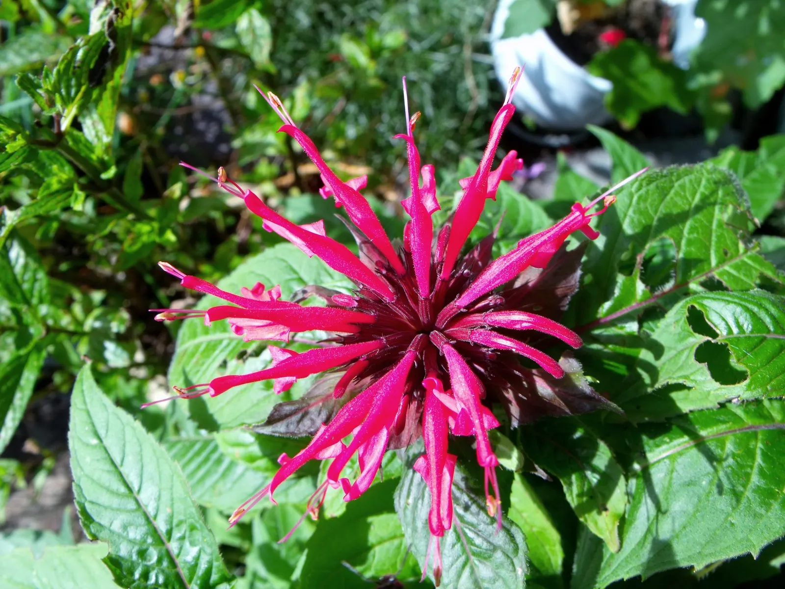 Bee Balm (Monarda Didyma) — adding functional value to its ornamental appeal