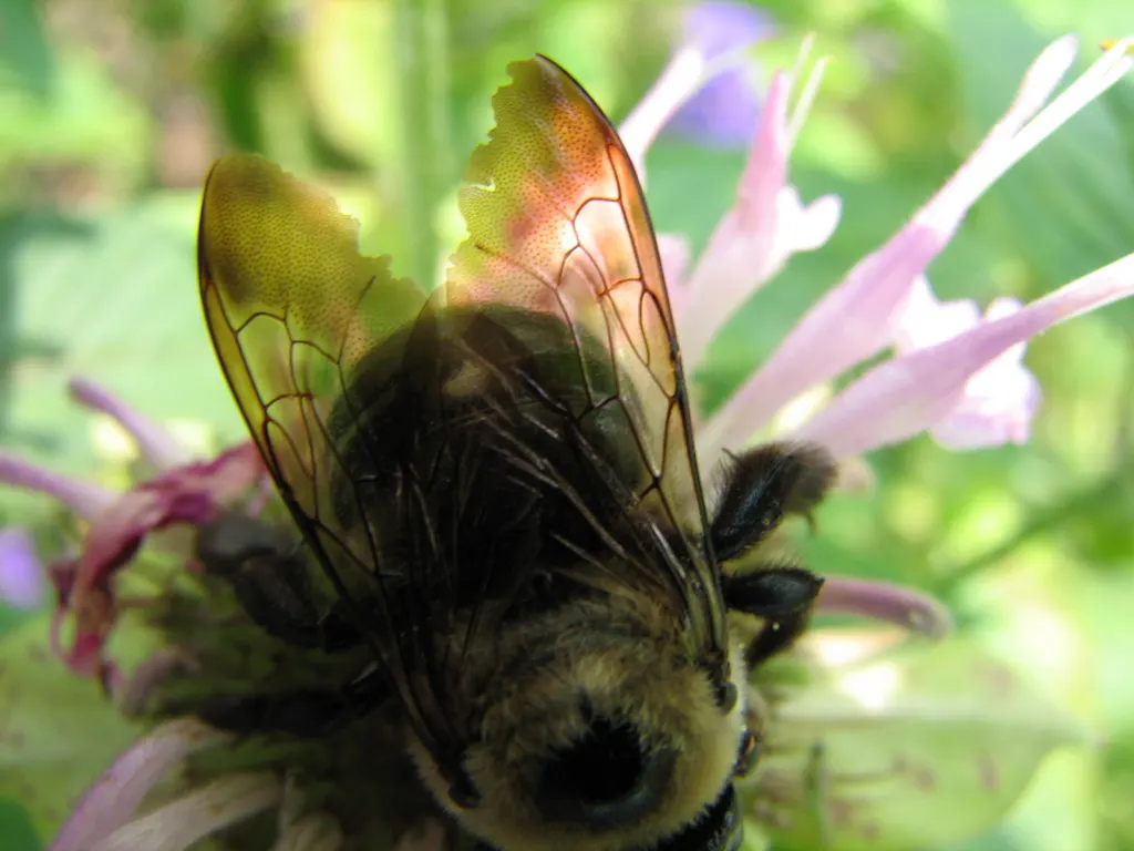 Bee Balm (Monarda Didyma) — adding functional value to its ornamental appeal; it reaches 2-4 feet in height with a spread of 2-3 feet, image 95