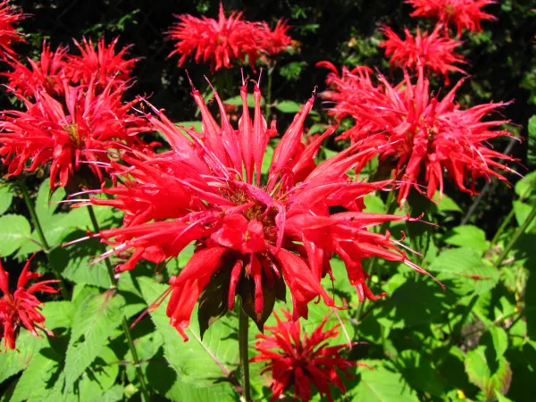 Bee Balm (Monarda Didyma) — Regular deadheading encourages prolonged flowering; plant it in an area that receives full sun to partial shade with, image 105