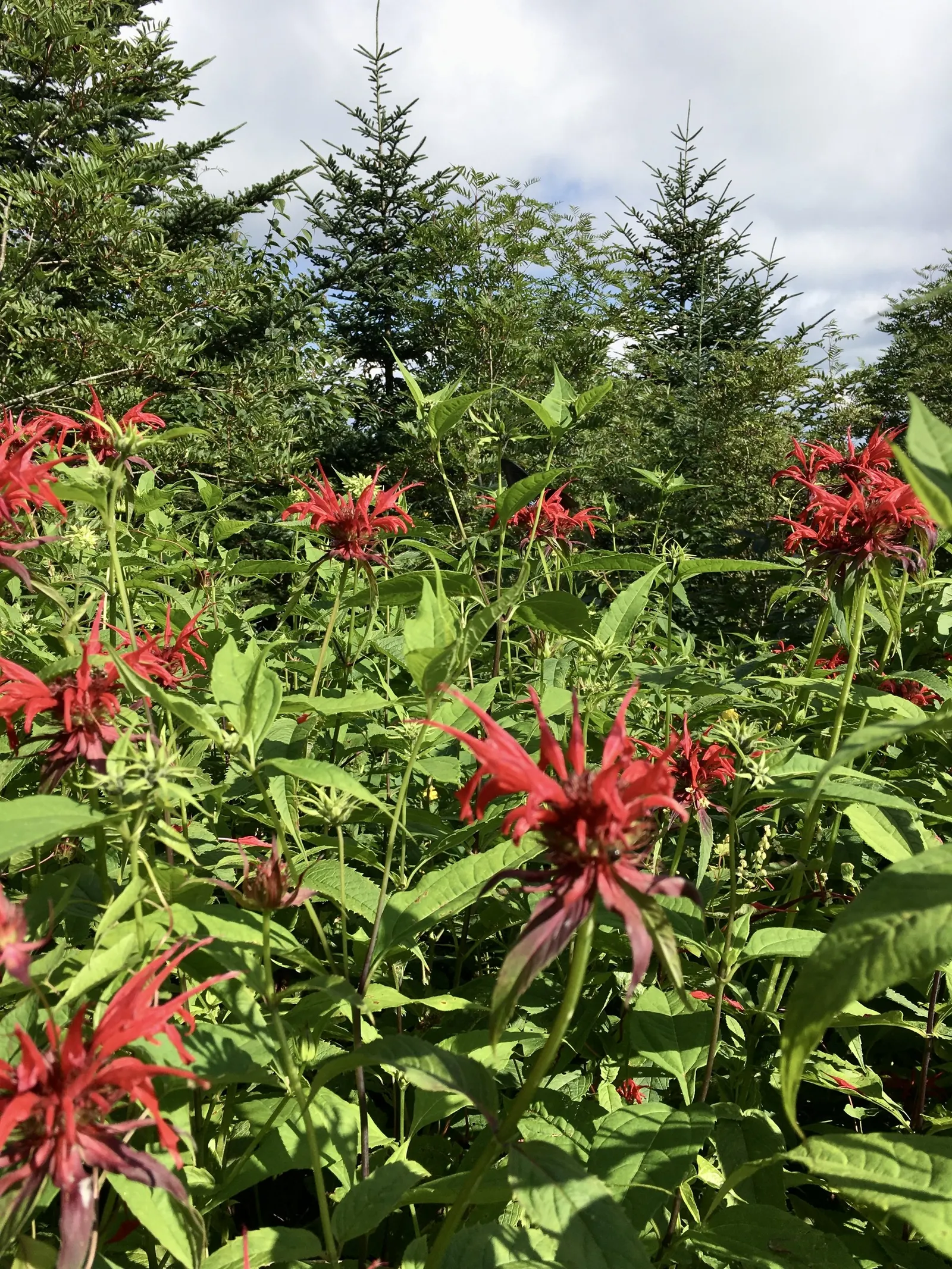 Bee Balm (Monarda Didyma) — Hardy in Zones 4-9, Bee Balm resists deer but may attract mildew if not properly spaced; herb / perennial with red, image 66