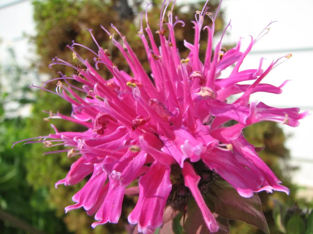 Bee Balm (Monarda Didyma) — the plant's tendency to spread makes it a great option for filling in spaces; depending on the cultivar