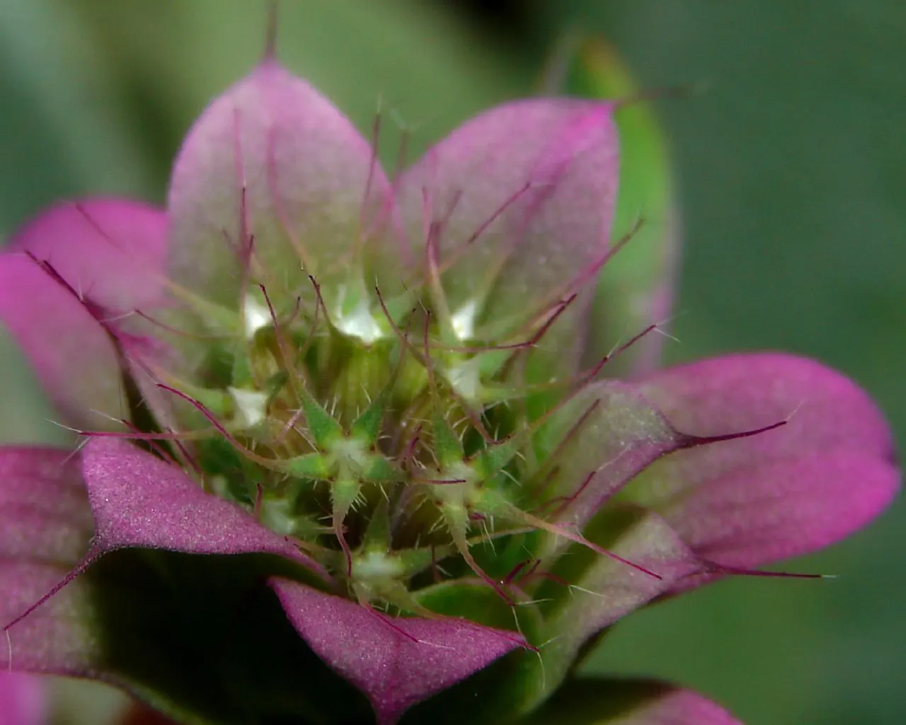 Bee Balm (Monarda Didyma) — Regular deadheading encourages prolonged flowering; plant it in an area that receives full sun to partial shade with, image 85