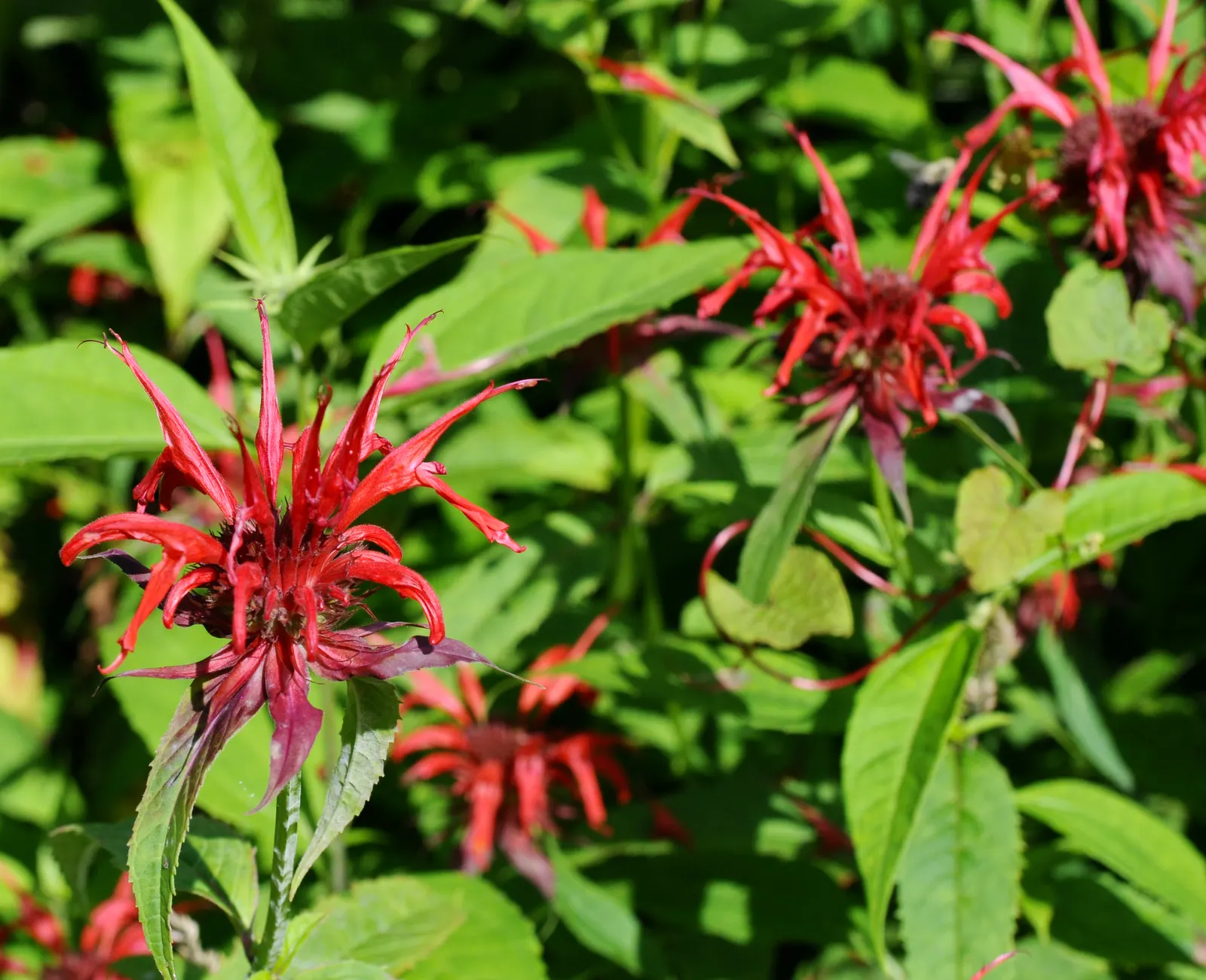 Bee Balm (Monarda Didyma) — Bee Balm makes an eye-catching addition to borders or as part of a naturalized meadow or cottage garden; the leaves of, image 51
