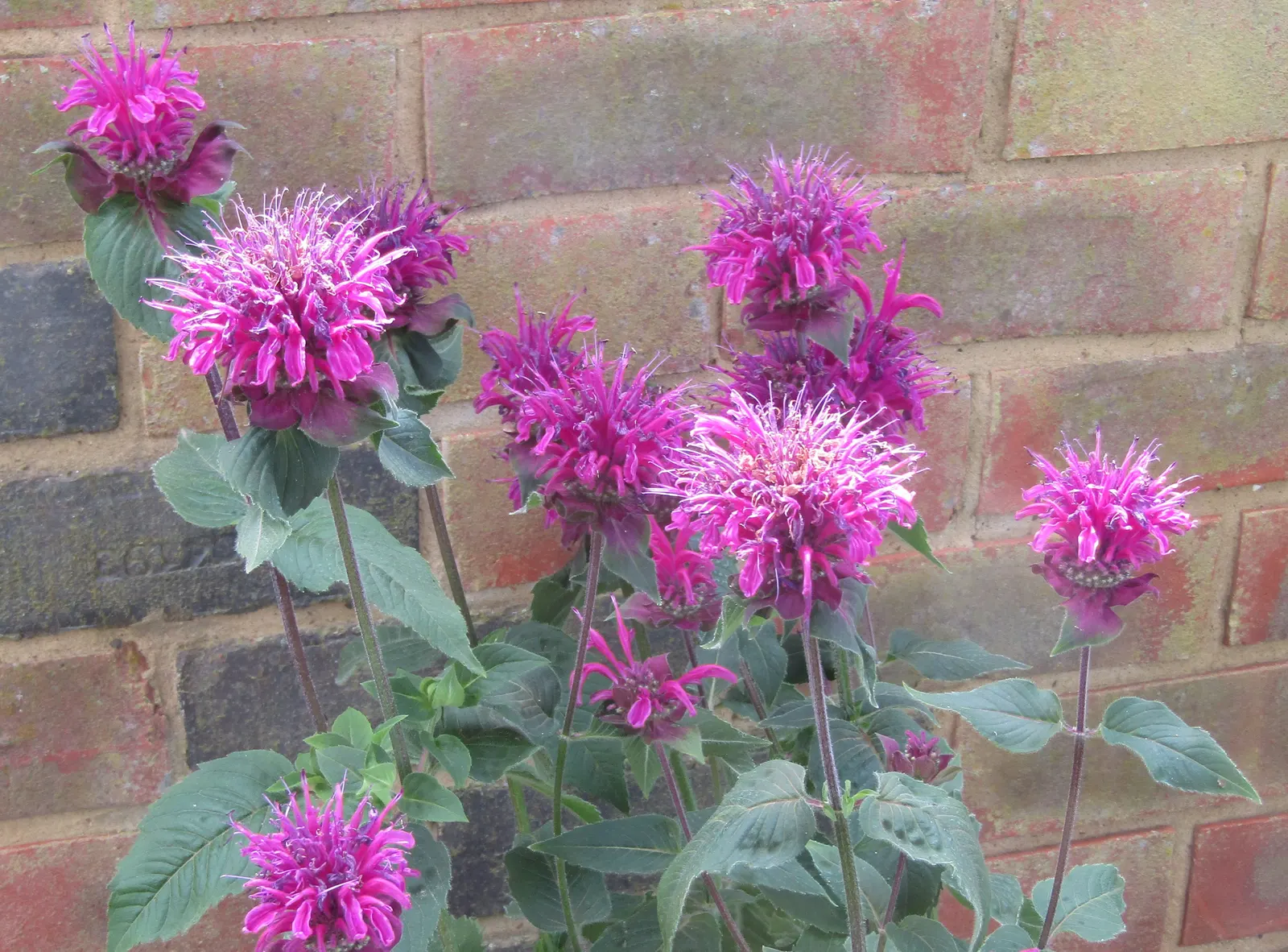 Bee Balm (Monarda Didyma) — showcasing tubular red flowers that attract pollinators