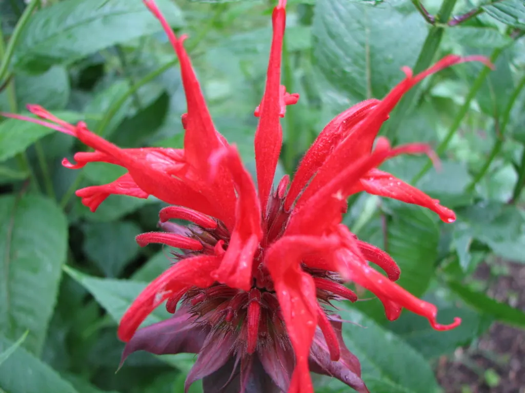 Bee Balm (Monarda Didyma) — herb / perennial with red blooms