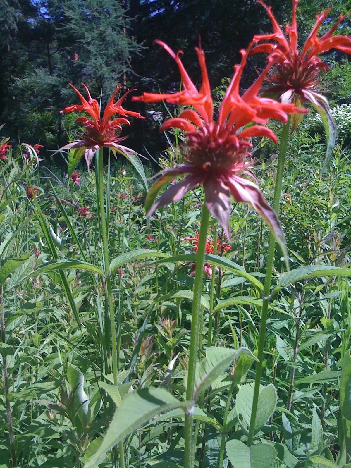 Bee Balm (Monarda Didyma) — adding functional value to its ornamental appeal; it reaches 2-4 feet in height with a spread of 2-3 feet, image 55