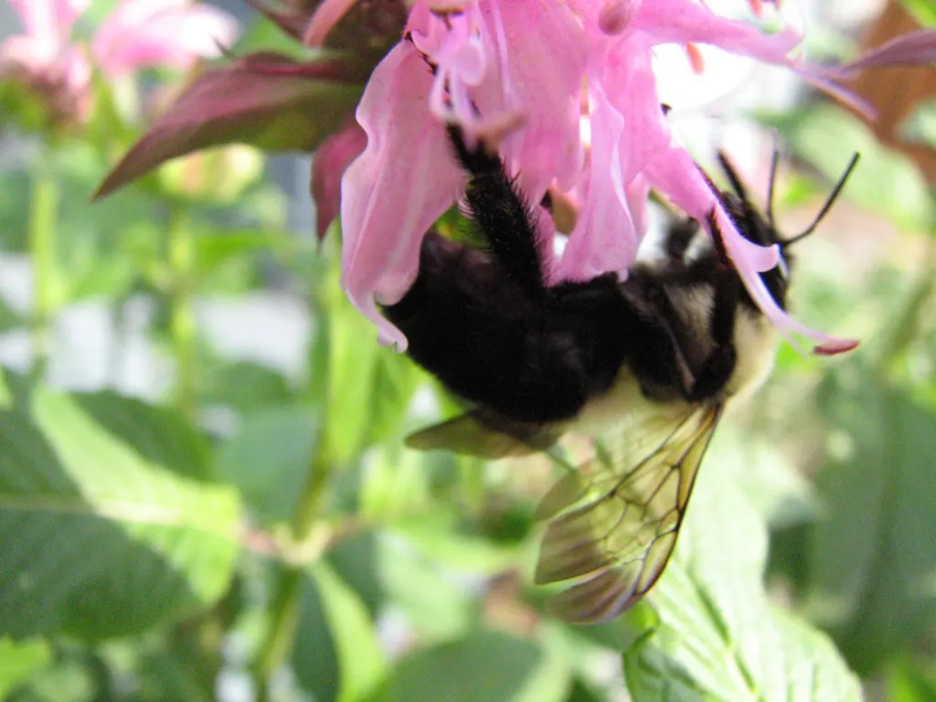 Bee Balm (Monarda Didyma) — Regular deadheading encourages prolonged flowering; plant it in an area that receives full sun to partial shade with, image 45