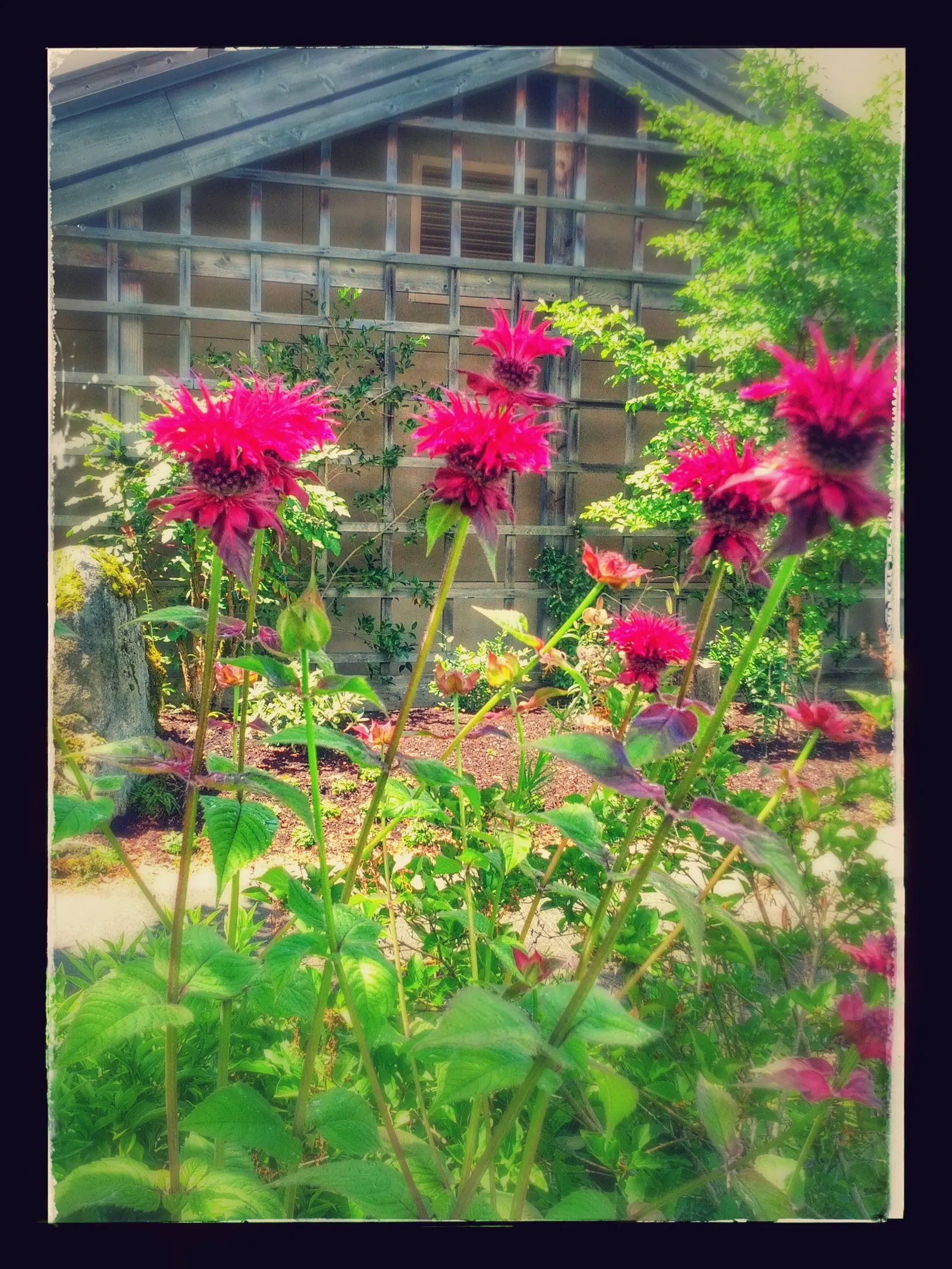 Bee Balm (Monarda Didyma) — The flowering season peaks in mid to late summer; scientifically named Monarda didyma, image 50