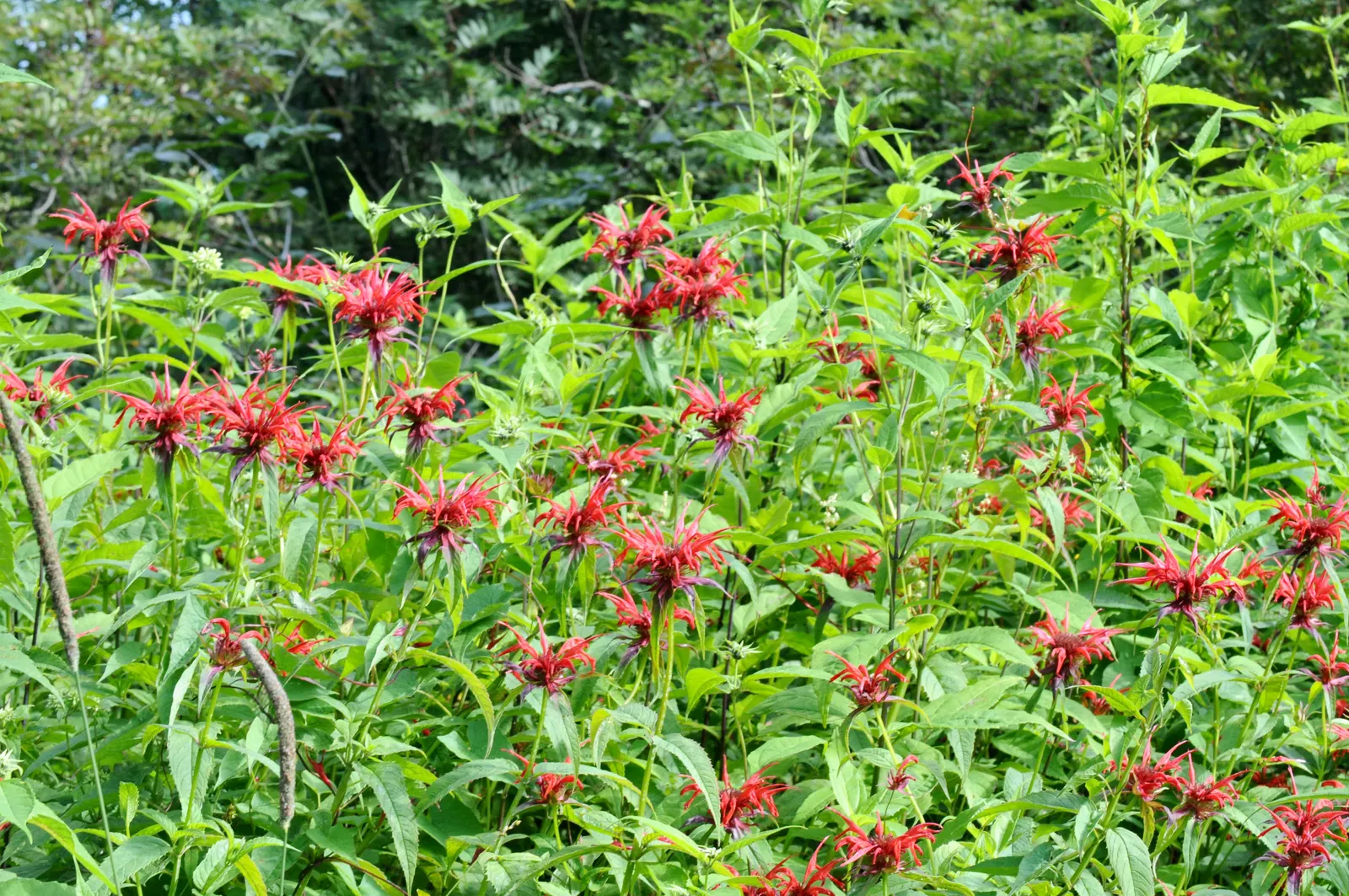 Bee Balm (Monarda Didyma) — Regular deadheading encourages prolonged flowering
