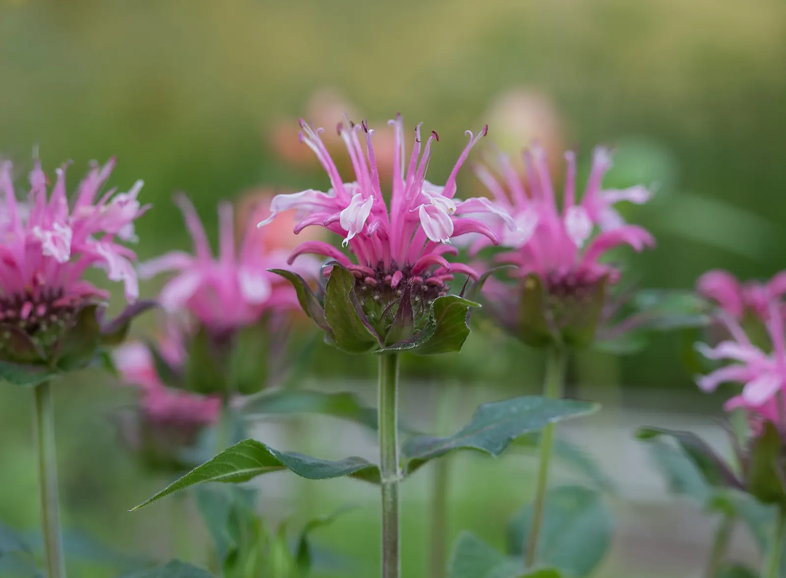 Bee Balm (Monarda Didyma) — depending on the cultivar