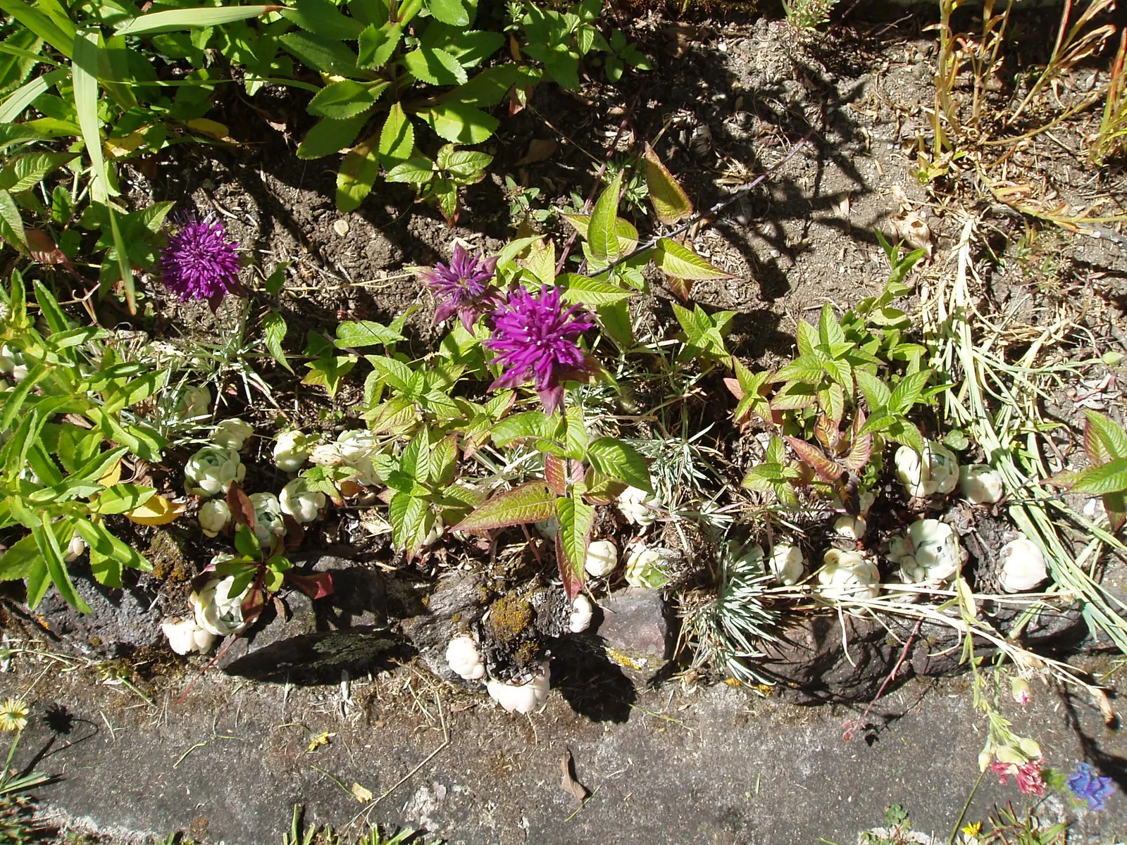 Bee Balm (Monarda Didyma) — herb / perennial for full or half; but may require control in smaller garden designs, image 60