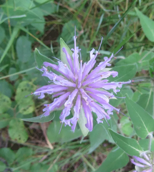 Bee Balm (Monarda Didyma) — depending on the cultivar; herb / perennial for full or half, image 49