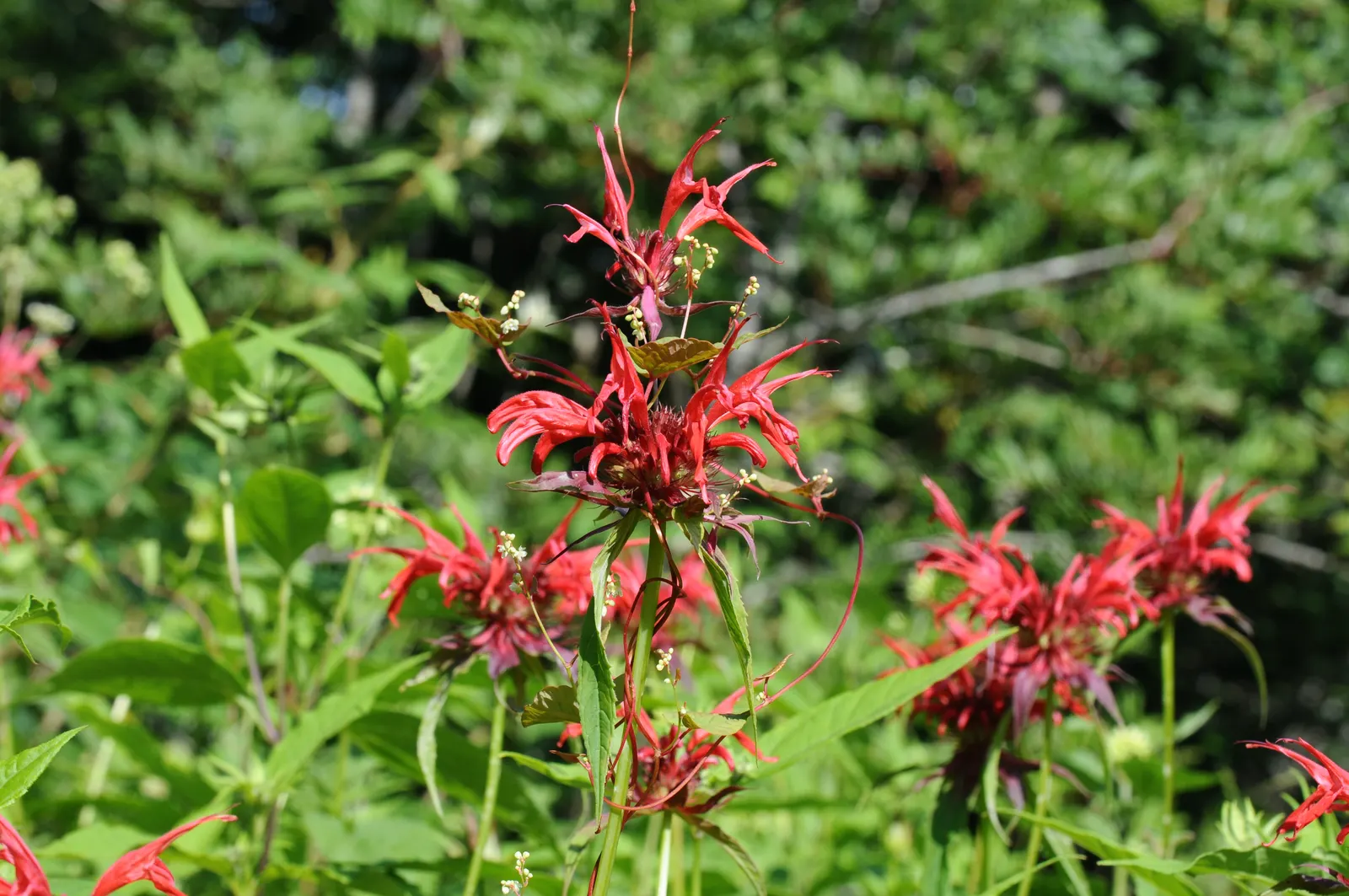 Bee Balm (Monarda Didyma) — The flowering season peaks in mid to late summer; scientifically named Monarda didyma