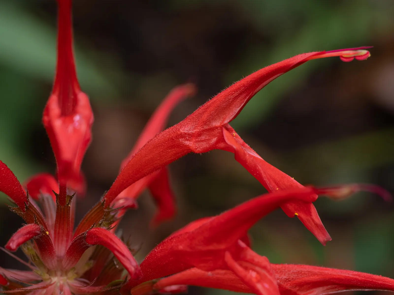 Bee Balm (Monarda Didyma) — herb / perennial with red blooms; the flowering season peaks in mid to late summer