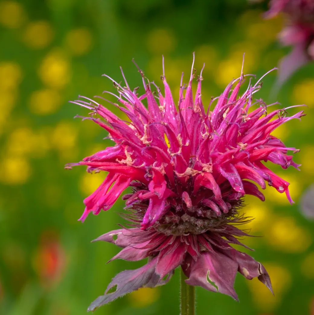 Bee Balm (Monarda Didyma) — The flowering season peaks in mid to late summer