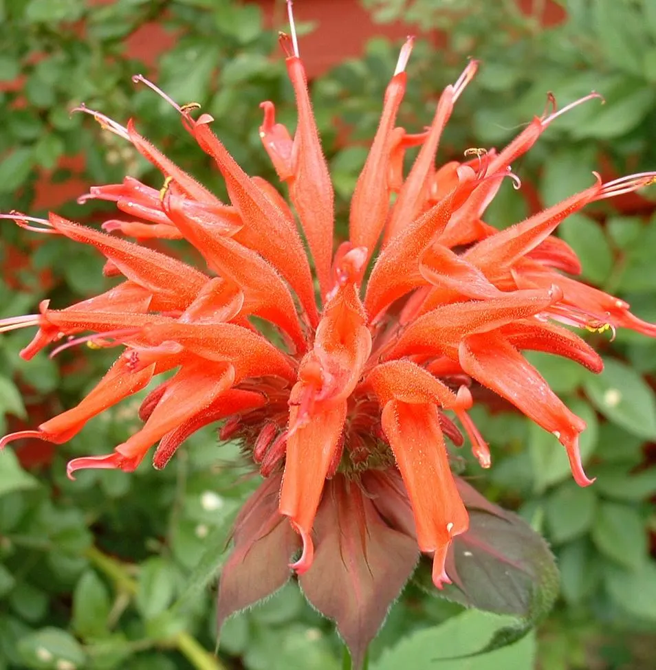 Bee Balm (Monarda Didyma) — herb / perennial with red blooms; the flowering season peaks in mid to late summer, image 99