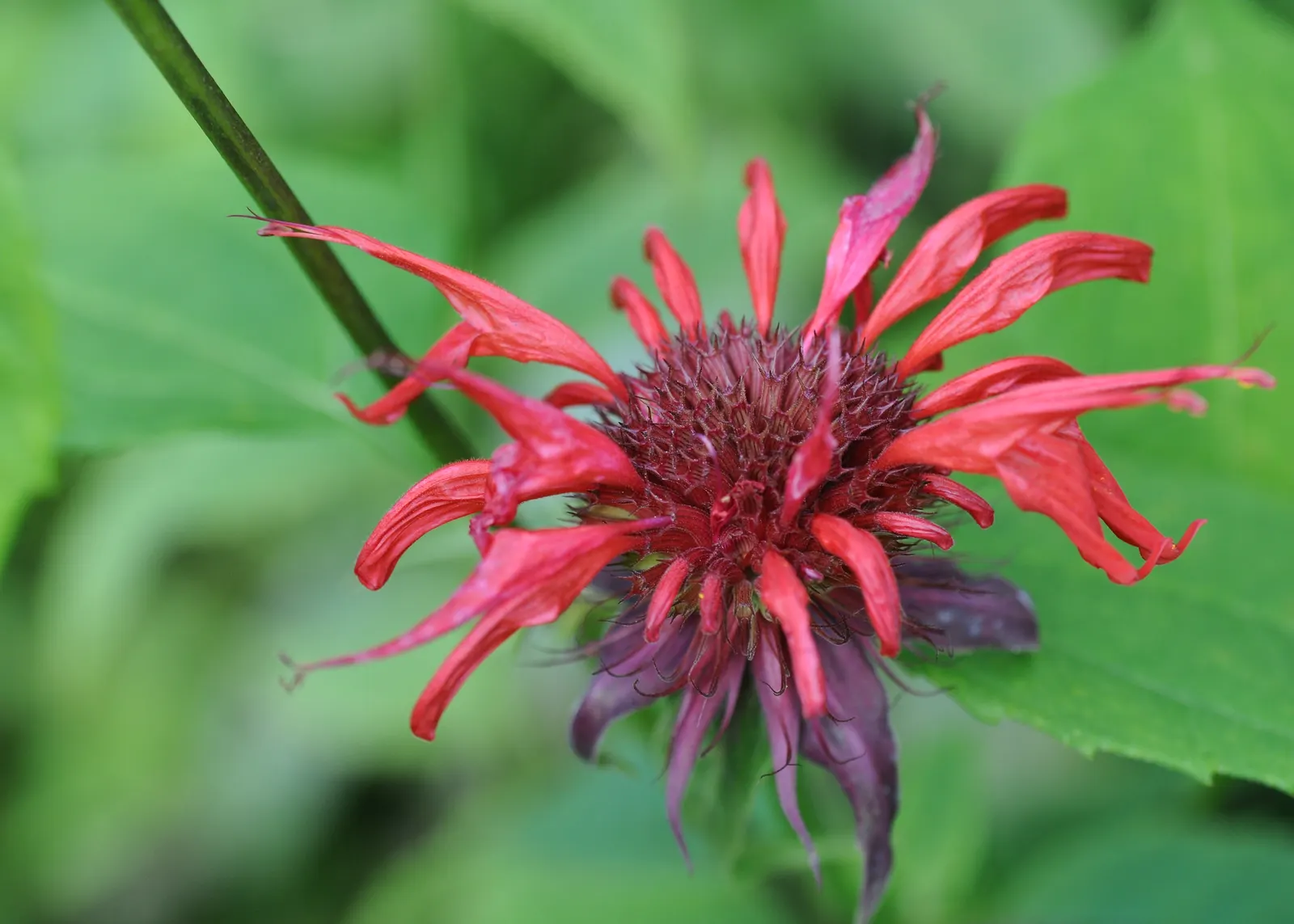 Bee Balm (Monarda Didyma) — the plant's tendency to spread makes it a great option for filling in spaces; depending on the cultivar, image 76