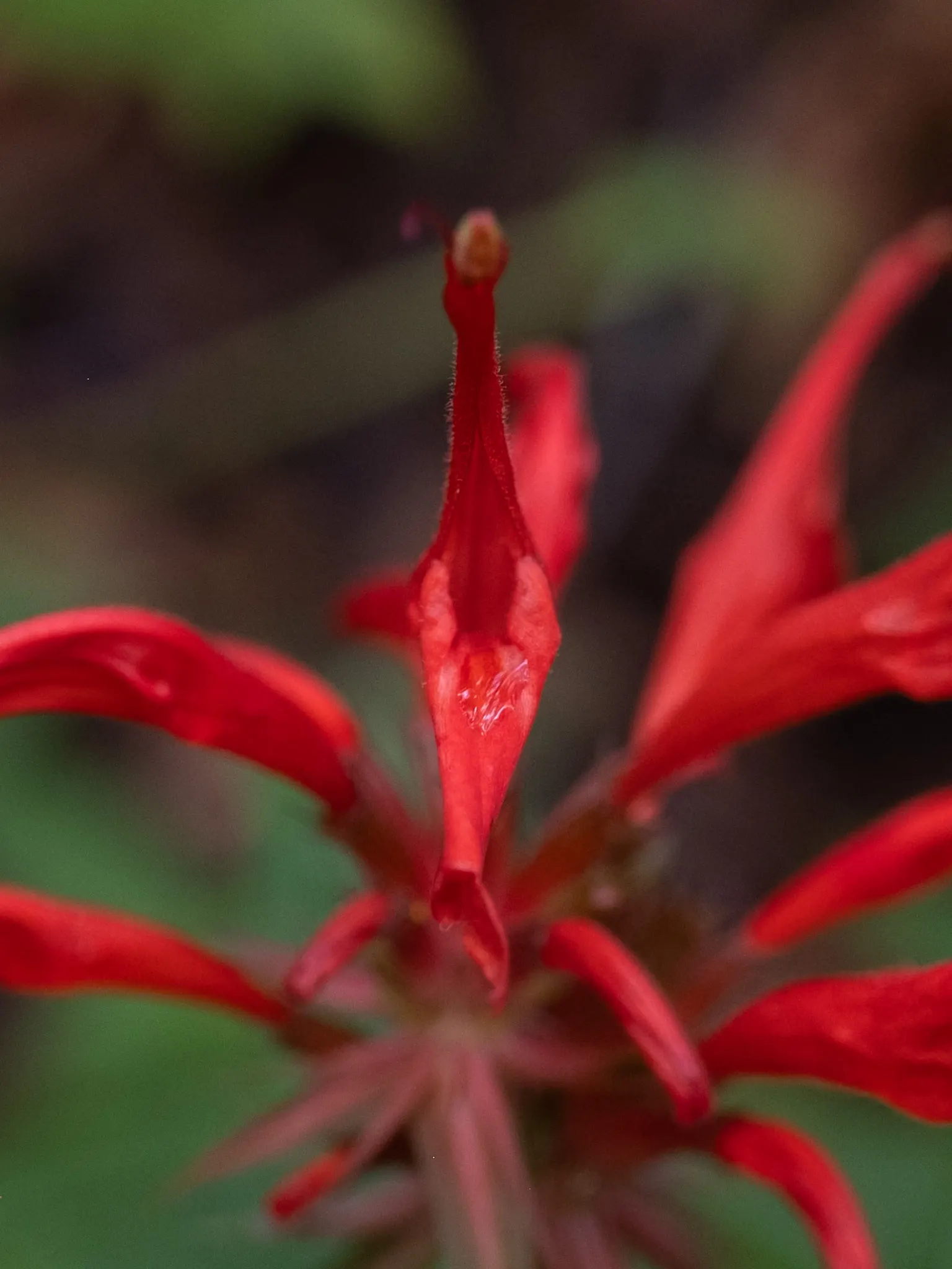 Bee Balm (Monarda Didyma) — but may require control in smaller garden designs; the plant's tendency to spread makes it a great option for filling, image 97