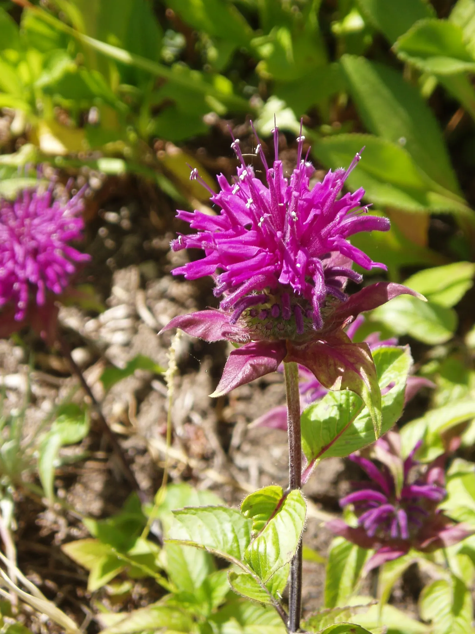 Bee Balm (Monarda Didyma) — Regular deadheading encourages prolonged flowering; plant it in an area that receives full sun to partial shade with, image 65