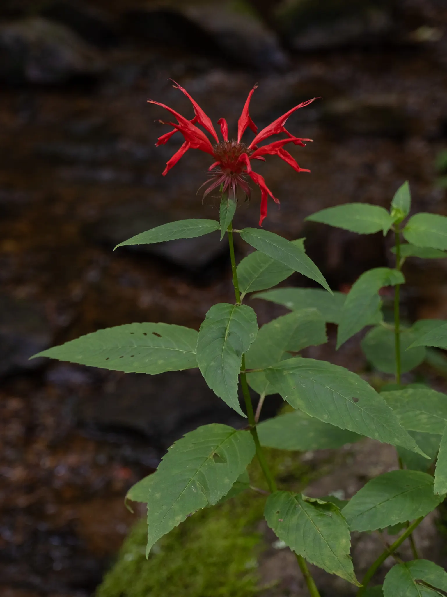 Bee Balm (Monarda Didyma) — Hardy in Zones 4-9, Bee Balm resists deer but may attract mildew if not properly spaced; herb / perennial with red, image 46