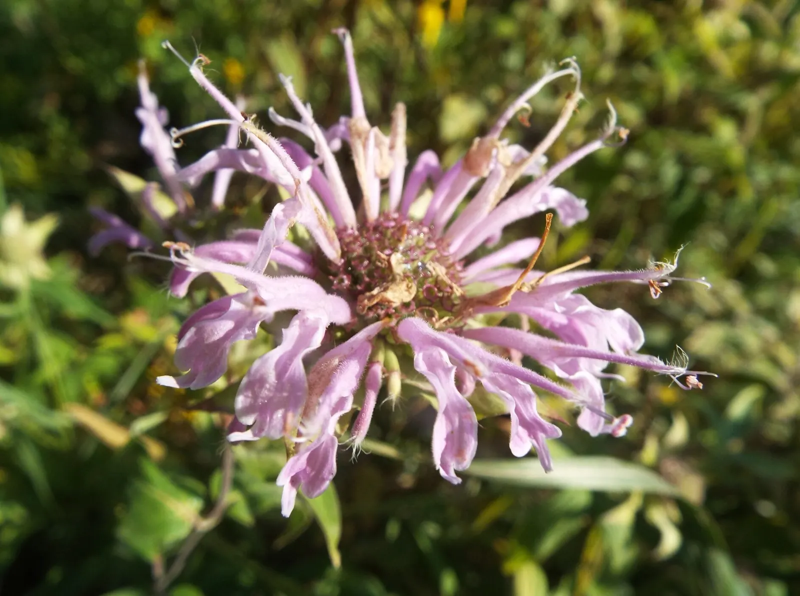 Bee Balm (Monarda Didyma) — It reaches 2-4 feet in height with a spread of 2-3 feet; bee Balm makes an eye-catching addition to borders or as part of a