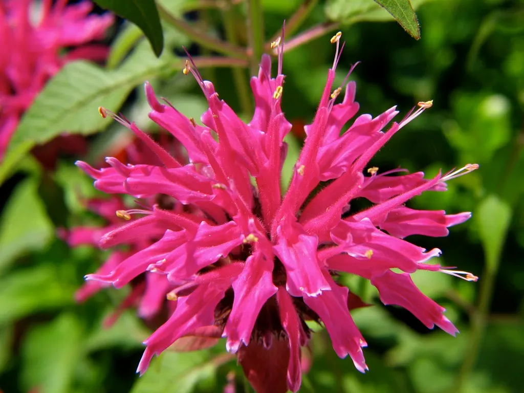 Bee Balm (Monarda Didyma) — red flowers in the garden; showcasing tubular red flowers that attract pollinators, image 78