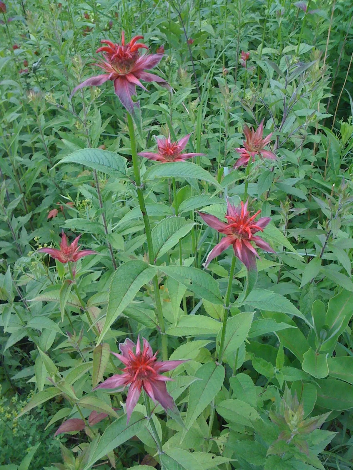 Bee Balm (Monarda Didyma) — but may require control in smaller garden designs; the plant's tendency to spread makes it a great option for filling, image 57