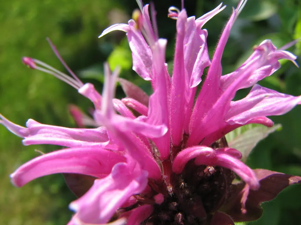 Bee Balm (Monarda Didyma) — Ideal for borders or wildflower gardens, it offers a pleasant fragrance and mid-summer blooms; regular deadheading, image 104