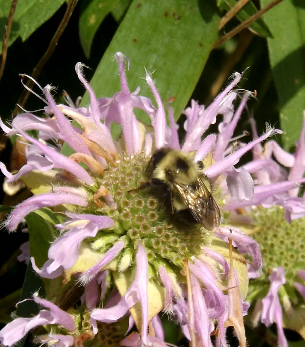 Bee Balm (Monarda Didyma) — thrives in full sun to partial shade and prefers moist