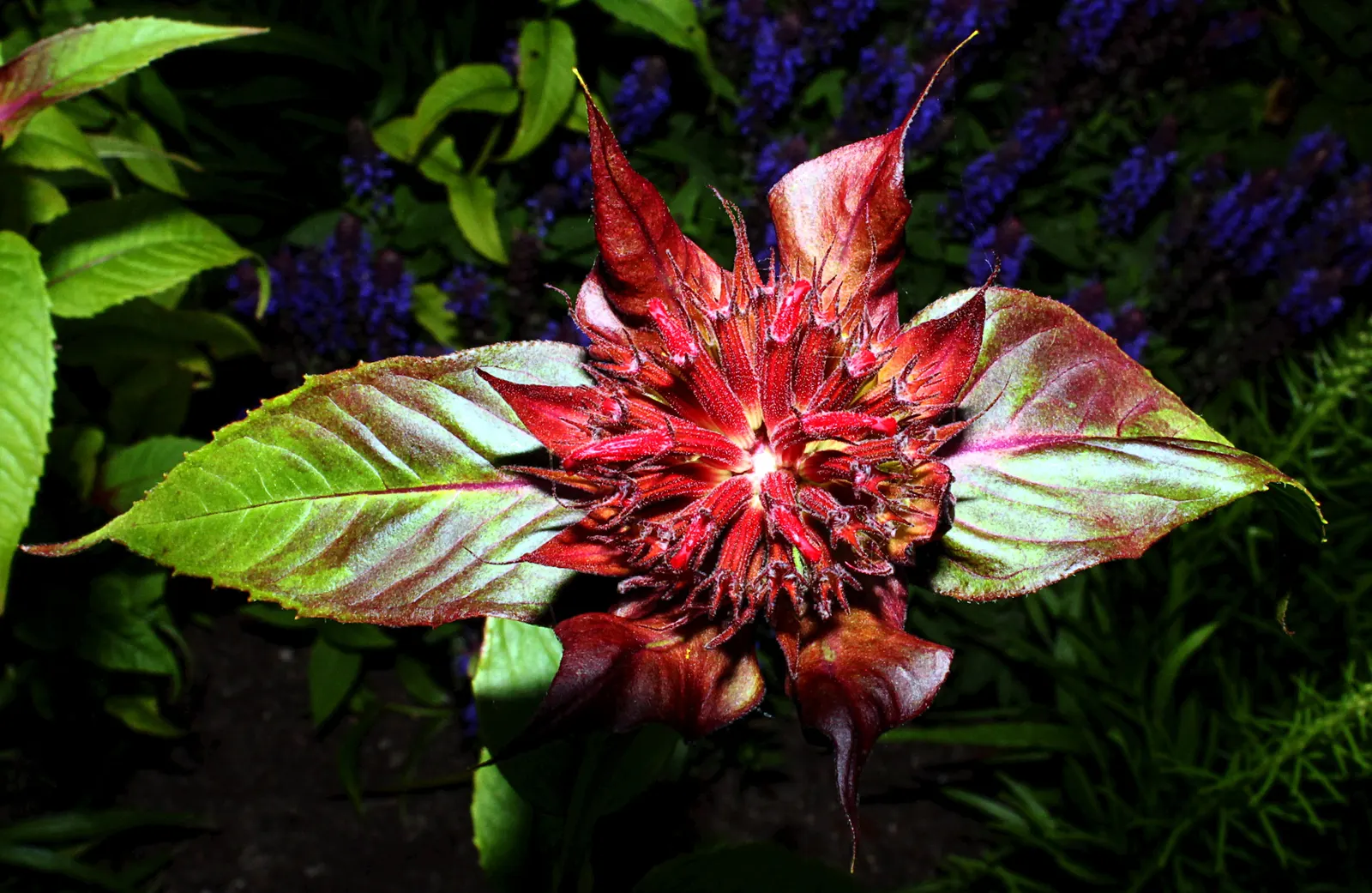 Bee Balm (Monarda Didyma) — Ideal for borders or wildflower gardens, it offers a pleasant fragrance and mid-summer blooms; regular deadheading, image 64