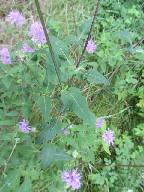 Bee Balm (Monarda Didyma) — scientifically named Monarda didyma; hardy in Zones 4-9, Bee Balm resists deer but may attract mildew if not properly spaced
