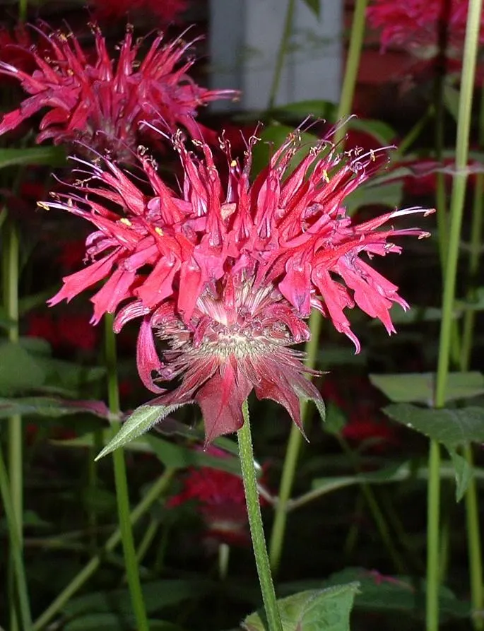 Bee Balm (Monarda Didyma) — depending on the cultivar; herb / perennial for full or half, image 69