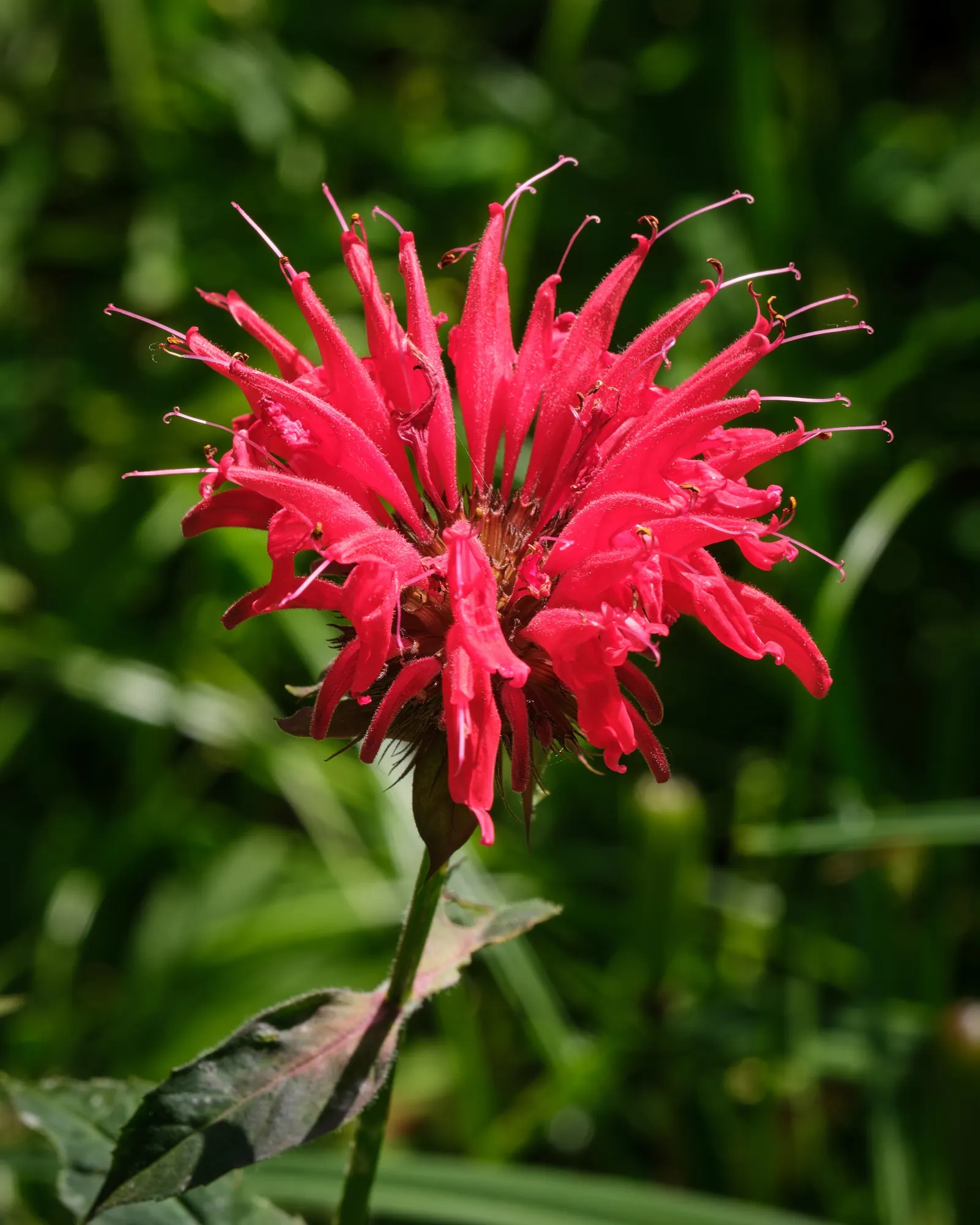 Bee Balm (Monarda Didyma) — adding functional value to its ornamental appeal; it reaches 2-4 feet in height with a spread of 2-3 feet, image 75