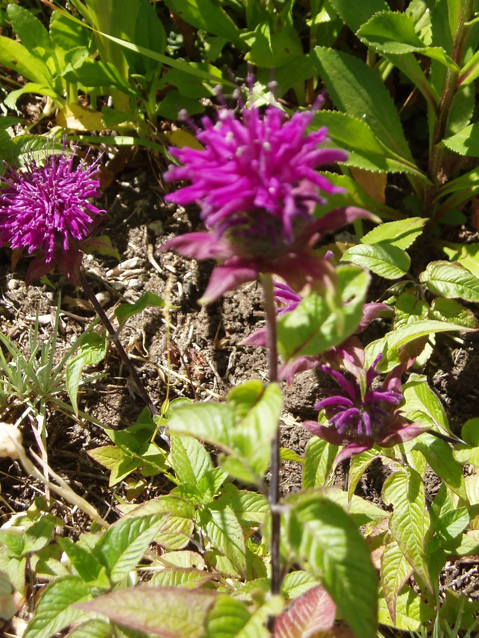 Bee Balm (Monarda Didyma) — the leaves of Bee Balm are fragrant when crushed and can be used to make herbal teas; adding functional value to its, image 74
