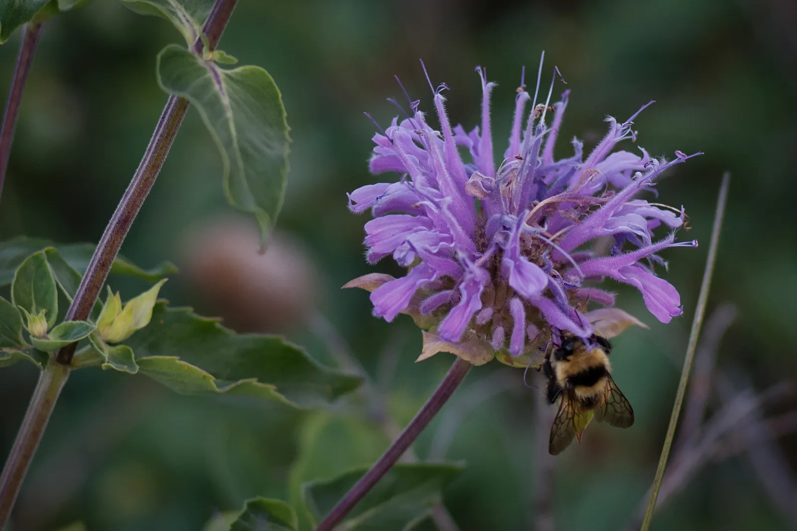 Bee Balm (Monarda Didyma) — It reaches 2-4 feet in height with a spread of 2-3 feet; bee Balm makes an eye-catching addition to borders or as part, image 62
